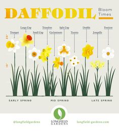 daffodils are the most popular flowers in the world, according to their blooming stages