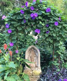 a garden with purple flowers growing over the top of it and a statue in the middle