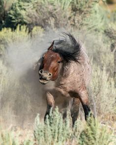 a horse running through the brush with dust coming from it's rear legs and tail