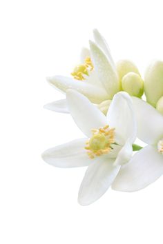 three white flowers with yellow centers on a white background