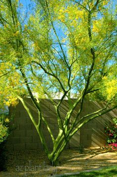 a green tree in front of a brick wall with flowers and trees around it on a sunny day