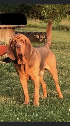 a large brown dog standing on top of a lush green field