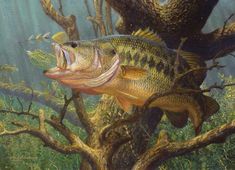 a painting of a large mouth bass on a tree branch