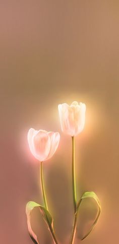 two white tulips are in a vase with water on the bottom and light coming from behind them