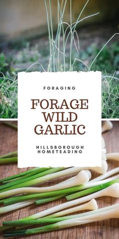 the title for foraging forage wild garlic hillsbrough hometeading is shown