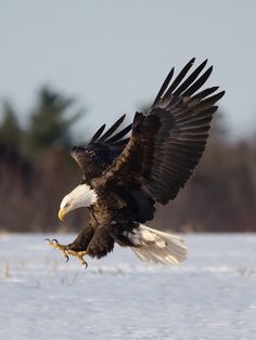 an eagle is flying through the air with its wings spread out and it's talon extended