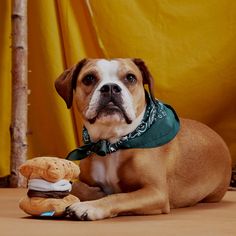 a brown and white dog wearing a green bandana laying next to a stuffed animal