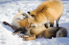 two foxes playing with each other in the snow