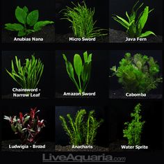 the different types of plants and their names are shown in this image, including water sprouts