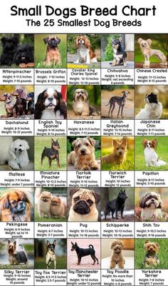 small dogs breeds chart with the names and pictures for each dog in their own area