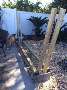 a dog is standing in the back yard next to a wooden fence and some chairs