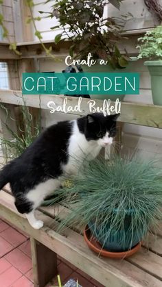 a black and white cat sitting on top of a wooden bench next to a potted plant