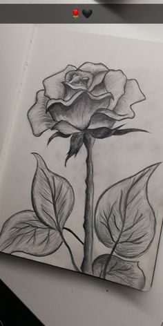 a pencil drawing of a rose with leaves on the bottom and side, in black and white