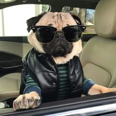 a pug dog wearing sunglasses and a leather jacket sitting in the back seat of a car