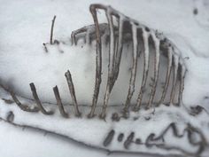 an animal skeleton is covered in snow and has writing on it's back side