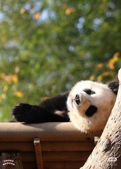 a black and white panda bear laying on top of a wooden bench next to a tree