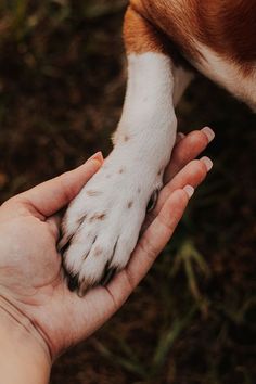 a person holding the paw of a dog