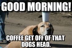 a dog with a cup on its head that says good morning coffee get off of that dogs head