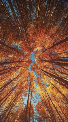 looking up at the tops of tall trees in autumn