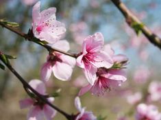 some pink flowers are blooming on a tree