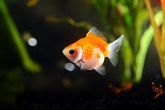 a goldfish in an aquarium looking at the camera