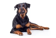 a large black and brown dog laying on top of a white floor