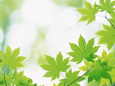 green leaves are shown in front of the bright light from the sun shining through them