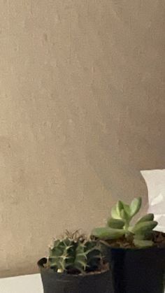 a cat sitting on top of a table next to a potted plant and tissue paper