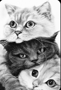 black and white photograph of two cats with one looking at the camera while the other looks up