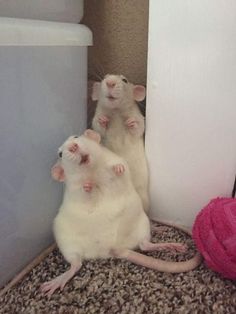 three white mice sitting on the floor next to a wall