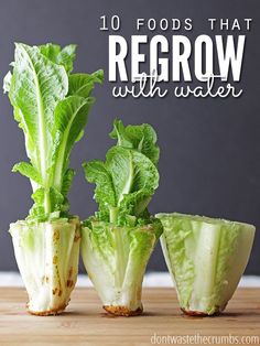 three lettuce plants with the words 10 foods that regrow with water above them