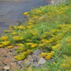 there is a bear that is standing on the rocks by the water and grass in front of it