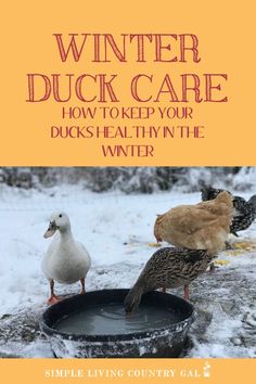 the cover of winter duck care how to keep your ducks healthy in the winter by simple living country gal