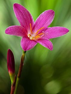 a pink flower with water droplets on it