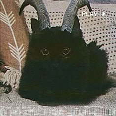 a black cat with horns on it's head