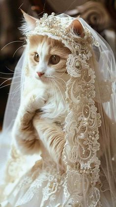 a cat wearing a veil on top of it's head in a wedding dress