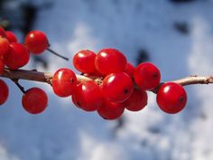 red berries are growing on a tree branch