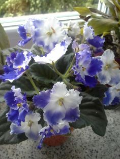 blue and white flowers in a pot on a window sill