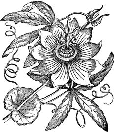 a drawing of a flower with leaves and flowers around it, vintage line drawing or engraving illustration