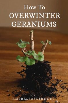 the cover of how to overwinter geraniums by emressoferent