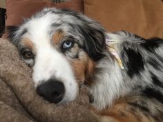 a dog laying on top of a couch next to a brown and white pillow with blue eyes