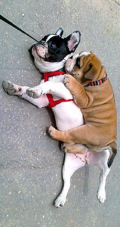 two dogs laying on the ground with their heads together, one is wearing a red collar