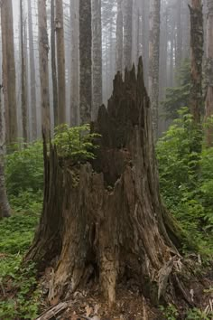 a large tree stump in the middle of a forest filled with lots of tall trees