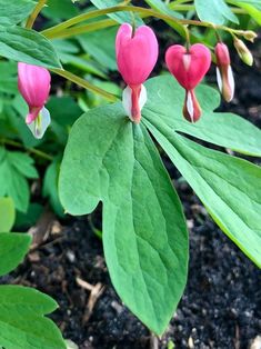 pink flowers with green leaves in the foreground and dirt on the ground behind them