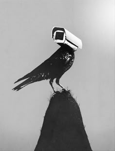 a black and white photo of a bird with a camera on it's head