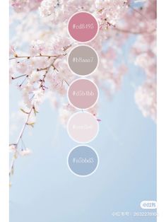 an image of the color scheme for cherry blossoms