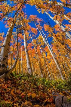 Facebook Background, Beautiful Photography, Fall Colors, Vintage Art, Cool Pictures, Most Beautiful