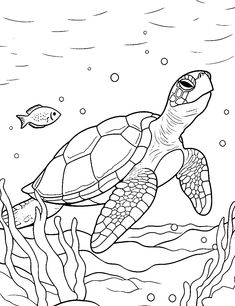 a sea turtle swimming in the ocean coloring page