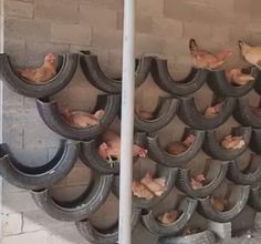 there are many chickens in the tubs