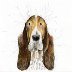 a drawing of a brown and white dog with his head tilted to the side, looking up